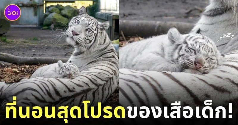 ภาพลูกเสือโคร่งขาวนอนทับบนตัวแม่