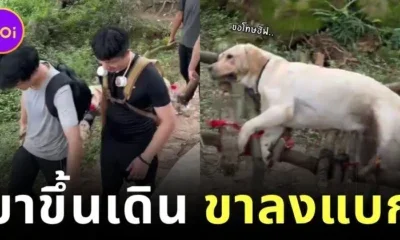 น้องไม่ไหวบอกไหว! นักปีนเขาชาวจีนแบกลาบราดอร์หุ่นตุ้ยนุ้ยลงเขาด้วยแคร่ไม้ หลังน้องเหนื่อยจนเดินไม่ไหว