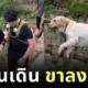 น้องไม่ไหวบอกไหว! นักปีนเขาชาวจีนแบกลาบราดอร์หุ่นตุ้ยนุ้ยลงเขาด้วยแคร่ไม้ หลังน้องเหนื่อยจนเดินไม่ไหว
