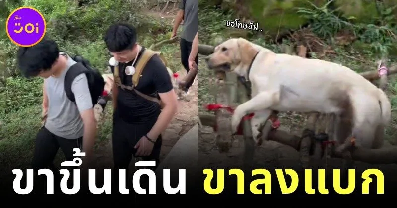 น้องไม่ไหวบอกไหว! นักปีนเขาชาวจีนแบกลาบราดอร์หุ่นตุ้ยนุ้ยลงเขาด้วยแคร่ไม้ หลังน้องเหนื่อยจนเดินไม่ไหว