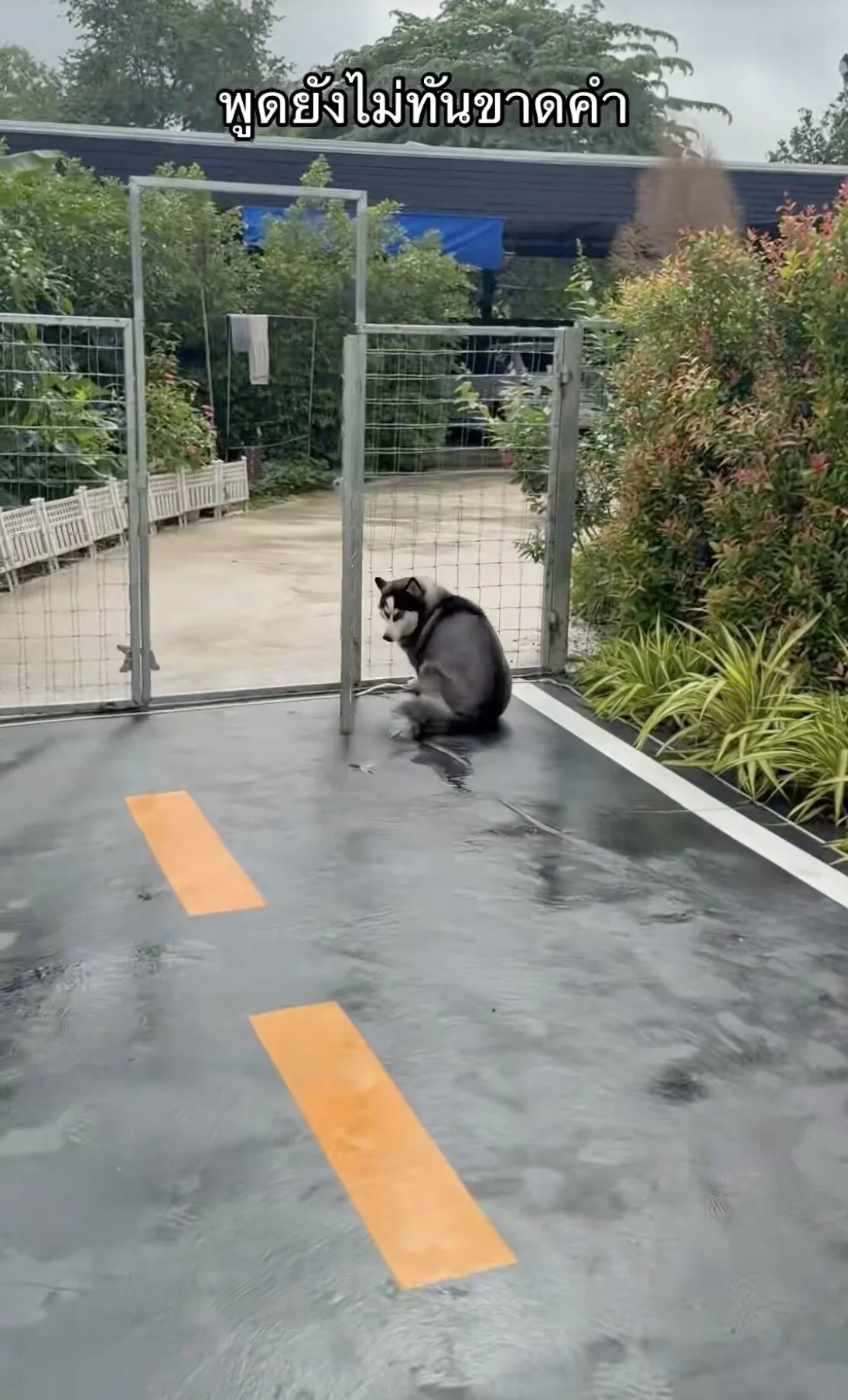 คลิปหมาไซบีเรียนวิ่งชนประตู TikTok
