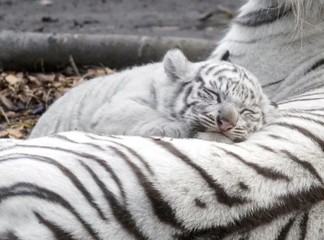 ภาพลูกเสือโคร่งขาวนอนทับบนตัวแม่