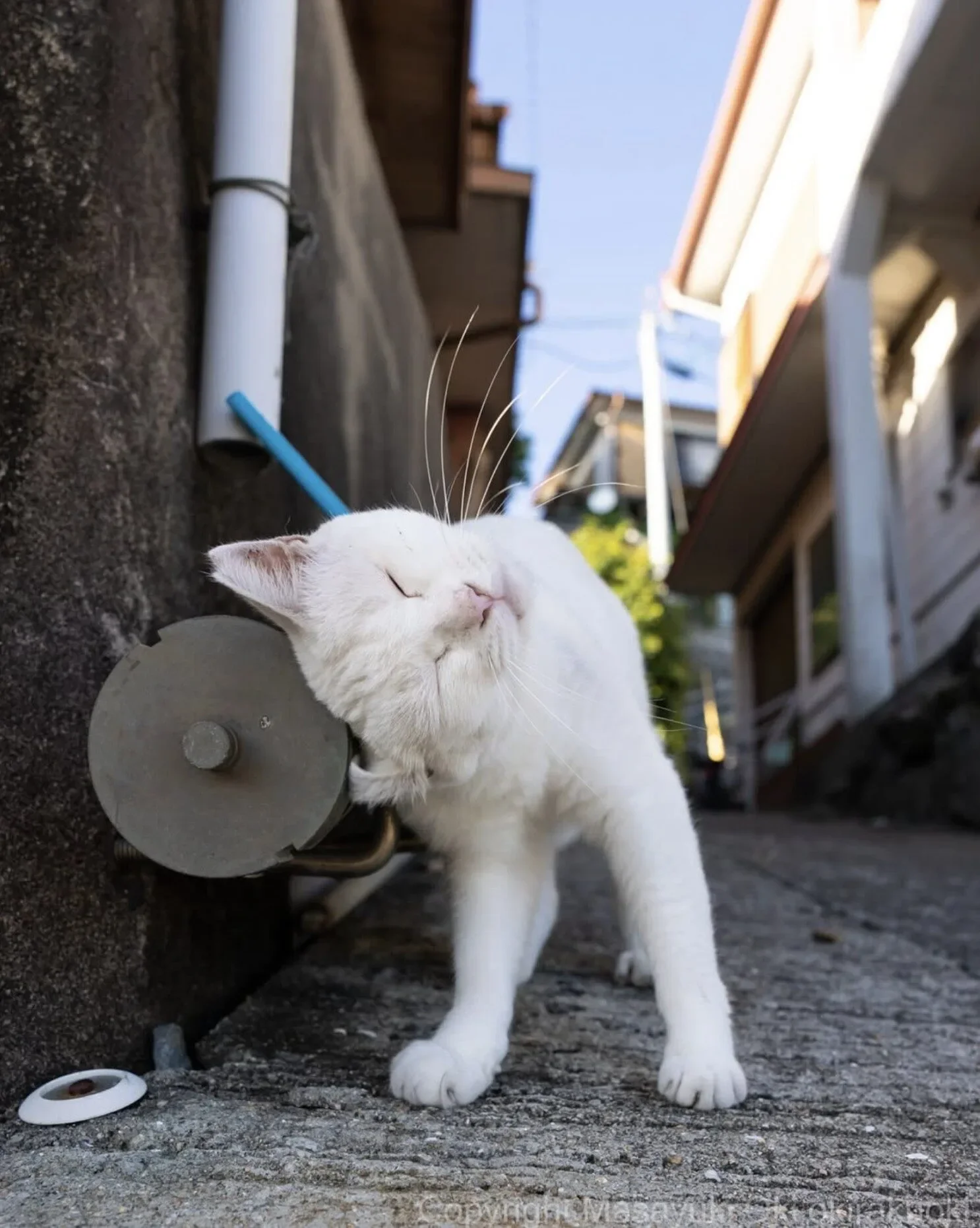 ภาพแมวจรจัด ช่างภาพชาวญี่ปุ่น Masayuki Oki