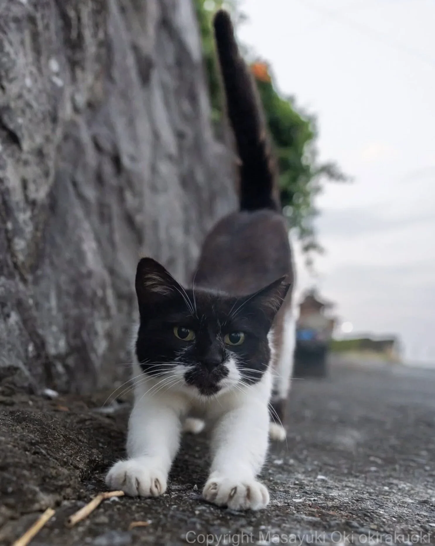 ภาพแมวจรจัด ช่างภาพชาวญี่ปุ่น Masayuki Oki