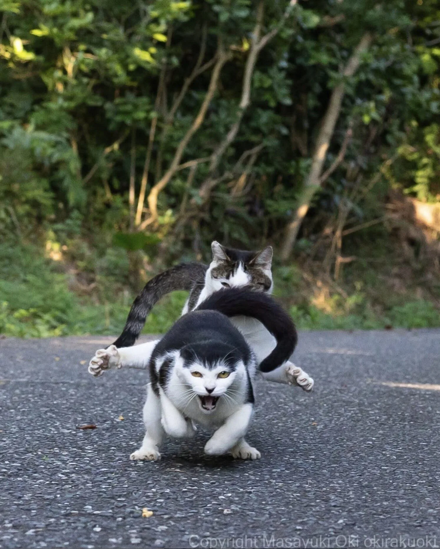ภาพแมวจรจัด ช่างภาพชาวญี่ปุ่น Masayuki Oki