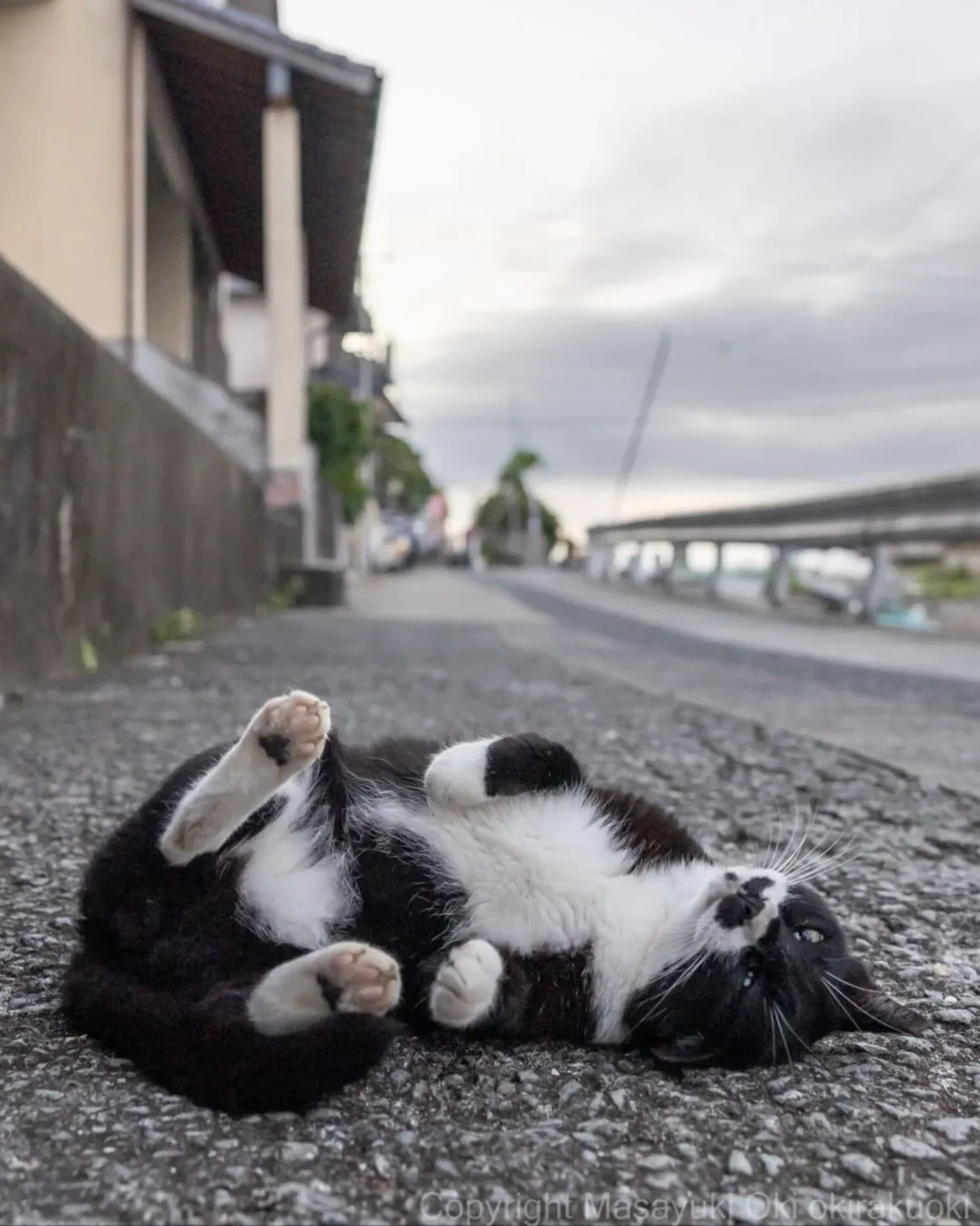 ภาพแมวจรจัด ช่างภาพชาวญี่ปุ่น Masayuki Oki