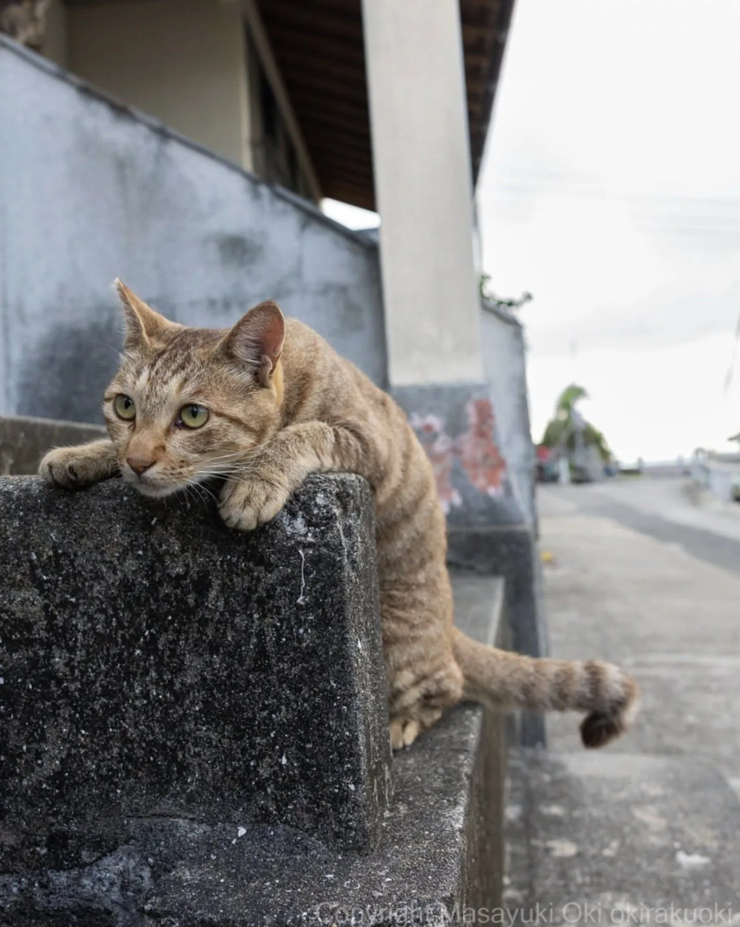 ภาพแมวจรจัด ช่างภาพชาวญี่ปุ่น Masayuki Oki