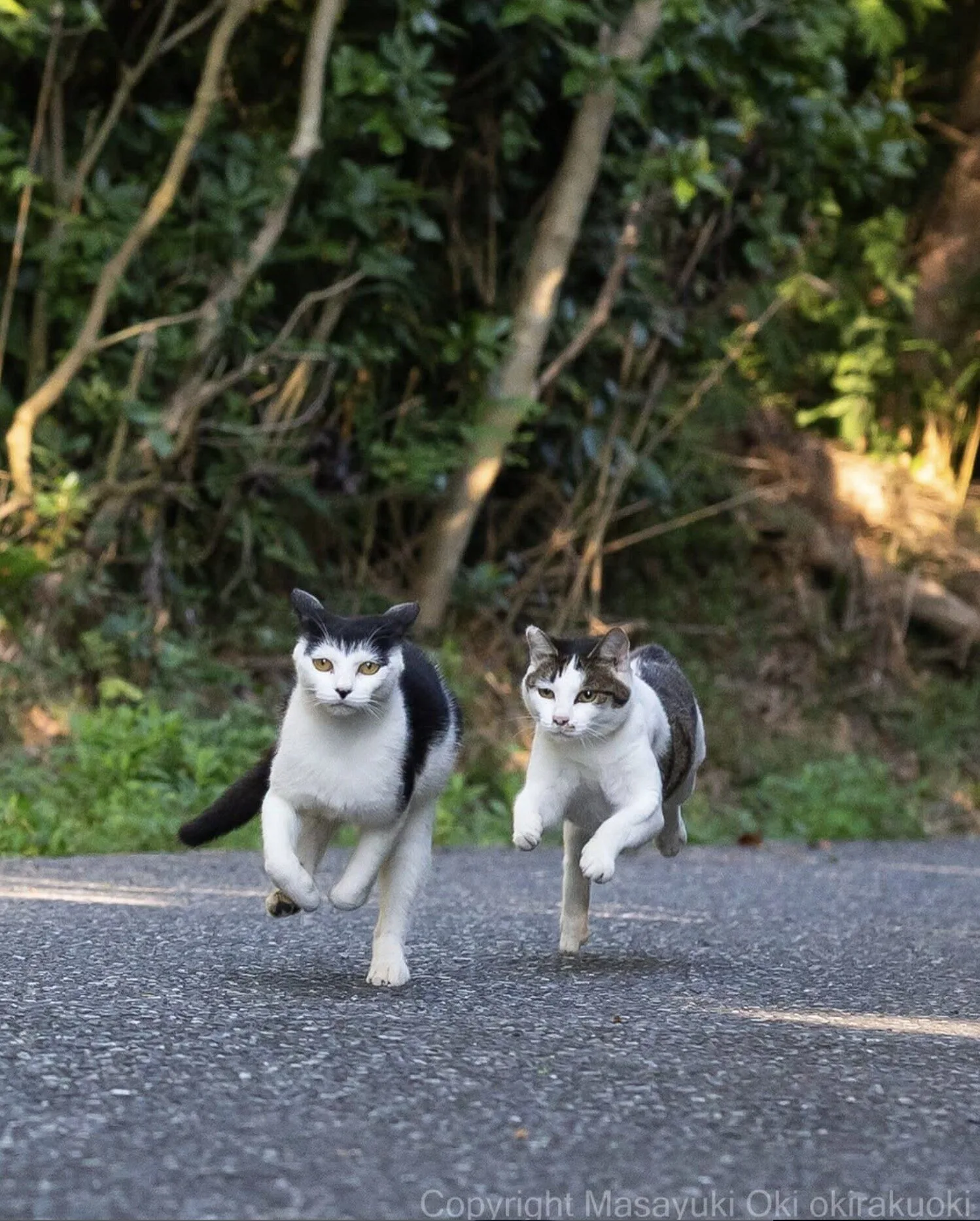 ภาพแมวจรจัด ช่างภาพชาวญี่ปุ่น Masayuki Oki