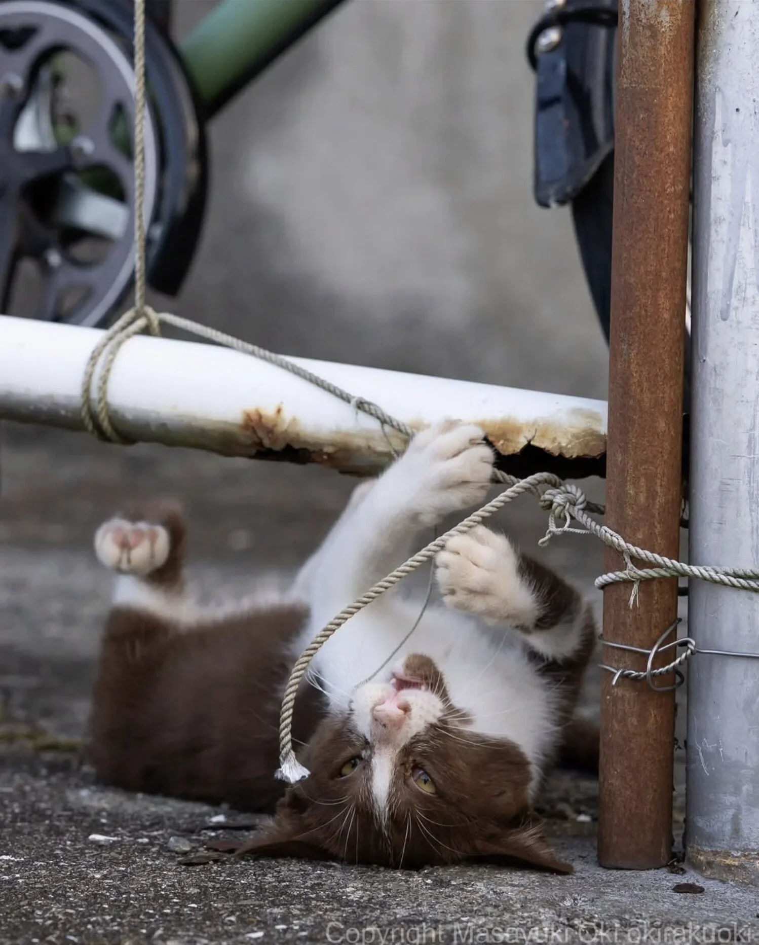 ภาพแมวจรจัด ช่างภาพชาวญี่ปุ่น Masayuki Oki