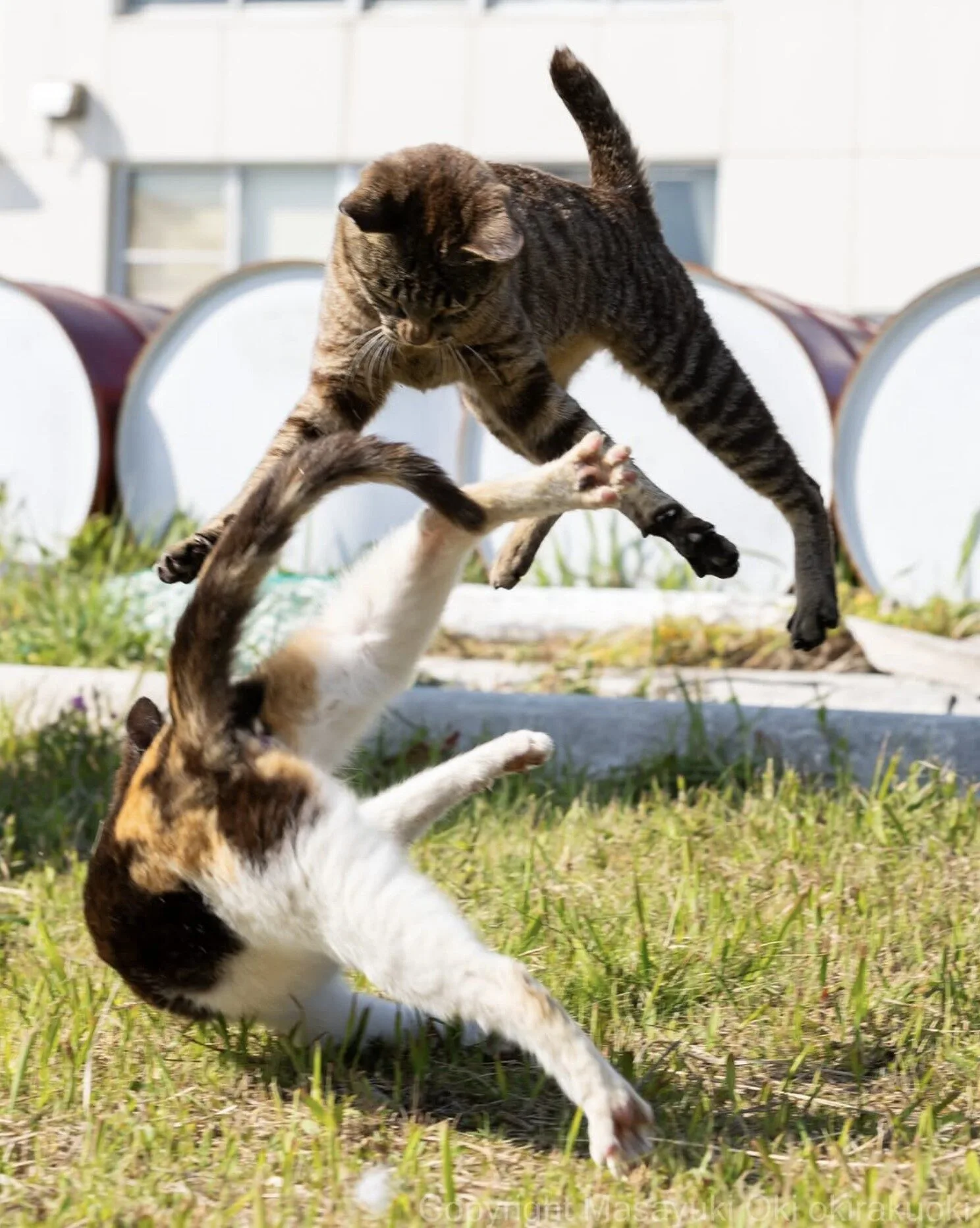 ภาพแมวจรจัด ช่างภาพชาวญี่ปุ่น Masayuki Oki