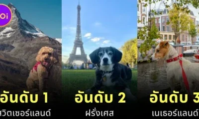 เผย 10 อันดับประเทศที่เป็นมิตรกับสัตว์เลี้ยง (Pet-Friendly) ประจำปี 2025 ที่คนรักสัตว์น่าพาน้องไปเยือน!