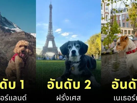 เผย 10 อันดับประเทศที่เป็นมิตรกับสัตว์เลี้ยง (Pet-Friendly) ประจำปี 2025 ที่คนรักสัตว์น่าพาน้องไปเยือน!