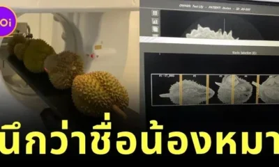 เรื่องจริงไม่จ้อจี้! โรงพยาบาลสัตว์เผยมีคนขอทำ CT Scan "ทุเรียน" นึกว่าเป็นชื่อหมา สรุปมาเป็นผลจริง ๆ