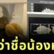 เรื่องจริงไม่จ้อจี้! โรงพยาบาลสัตว์เผยมีคนขอทำ CT Scan "ทุเรียน" นึกว่าเป็นชื่อหมา สรุปมาเป็นผลจริง ๆ