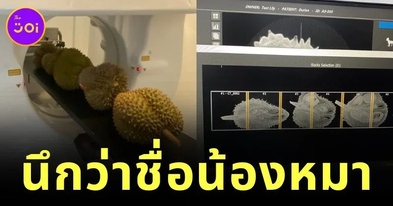 เรื่องจริงไม่จ้อจี้! โรงพยาบาลสัตว์เผยมีคนขอทำ CT Scan "ทุเรียน" นึกว่าเป็นชื่อหมา สรุปมาเป็นผลจริง ๆ