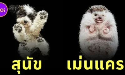 "อันดรีอุส เบอร์บา (Andrius Burba)" ช่างภาพชาวลิทัวเนีย ผู้เผยมุมมองใหม่จากใต้ฝ่าเท้าของสัตว์โลกน่ารัก