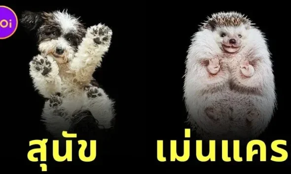 "อันดรีอุส เบอร์บา (Andrius Burba)" ช่างภาพชาวลิทัวเนีย ผู้เผยมุมมองใหม่จากใต้ฝ่าเท้าของสัตว์โลกน่ารัก