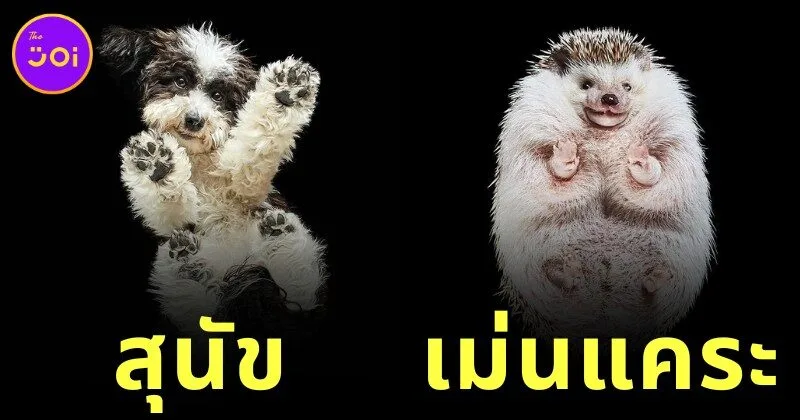 "อันดรีอุส เบอร์บา (Andrius Burba)" ช่างภาพชาวลิทัวเนีย ผู้เผยมุมมองใหม่จากใต้ฝ่าเท้าของสัตว์โลกน่ารัก