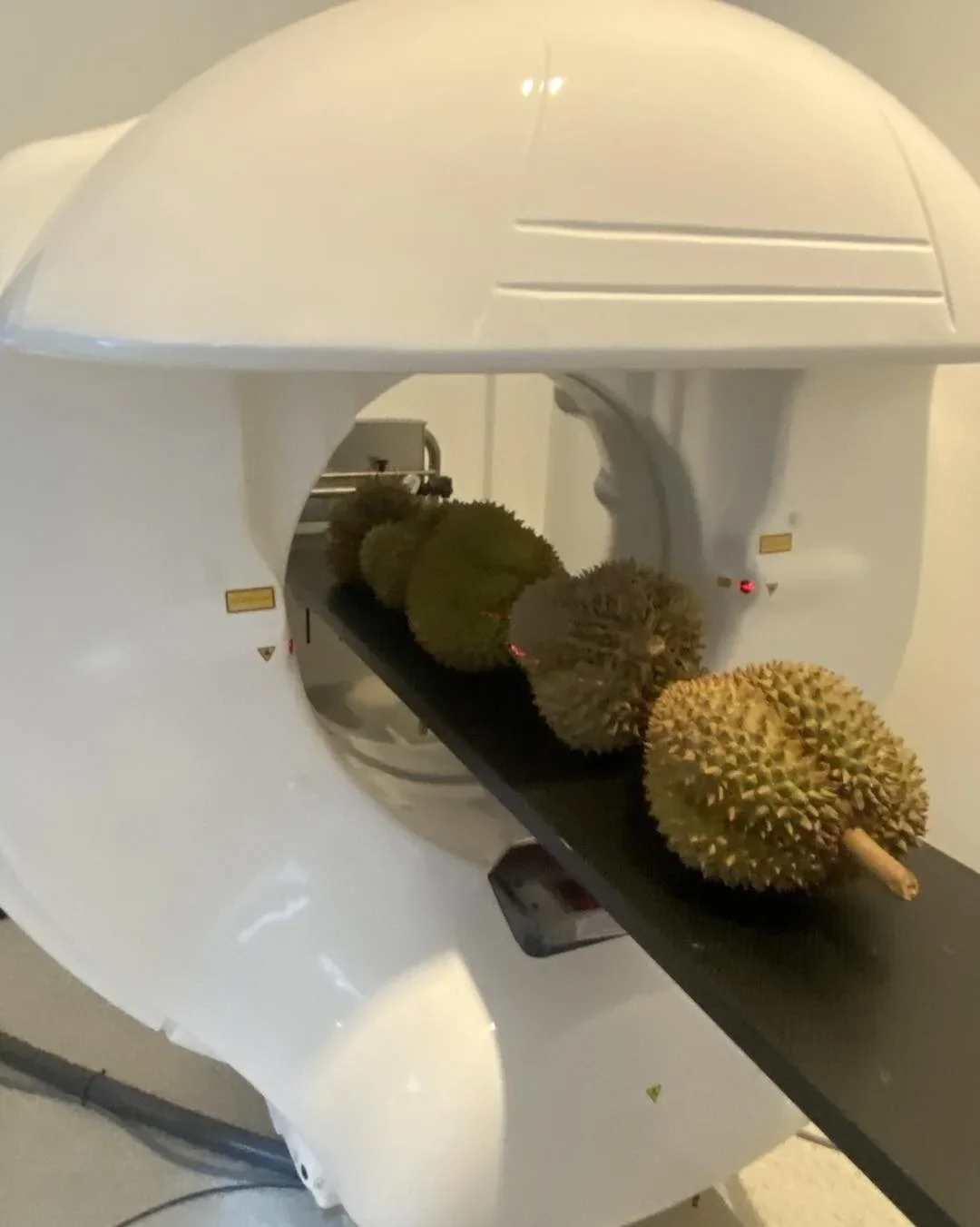 เรื่องจริงไม่จ้อจี้! โรงพยาบาลสัตว์เผยมีคนขอทำ CT Scan "ทุเรียน" นึกว่าเป็นชื่อหมา สรุปมาเป็นผลจริง ๆ