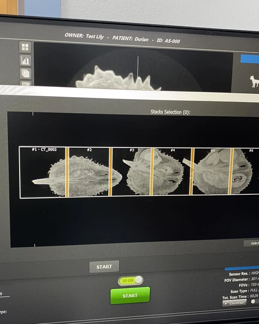 เรื่องจริงไม่จ้อจี้! โรงพยาบาลสัตว์เผยมีคนขอทำ CT Scan "ทุเรียน" นึกว่าเป็นชื่อหมา สรุปมาเป็นผลจริง ๆ