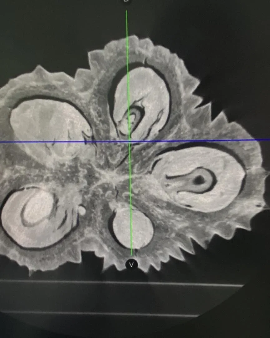เรื่องจริงไม่จ้อจี้! โรงพยาบาลสัตว์เผยมีคนขอทำ CT Scan "ทุเรียน" นึกว่าเป็นชื่อหมา สรุปมาเป็นผลจริง ๆ