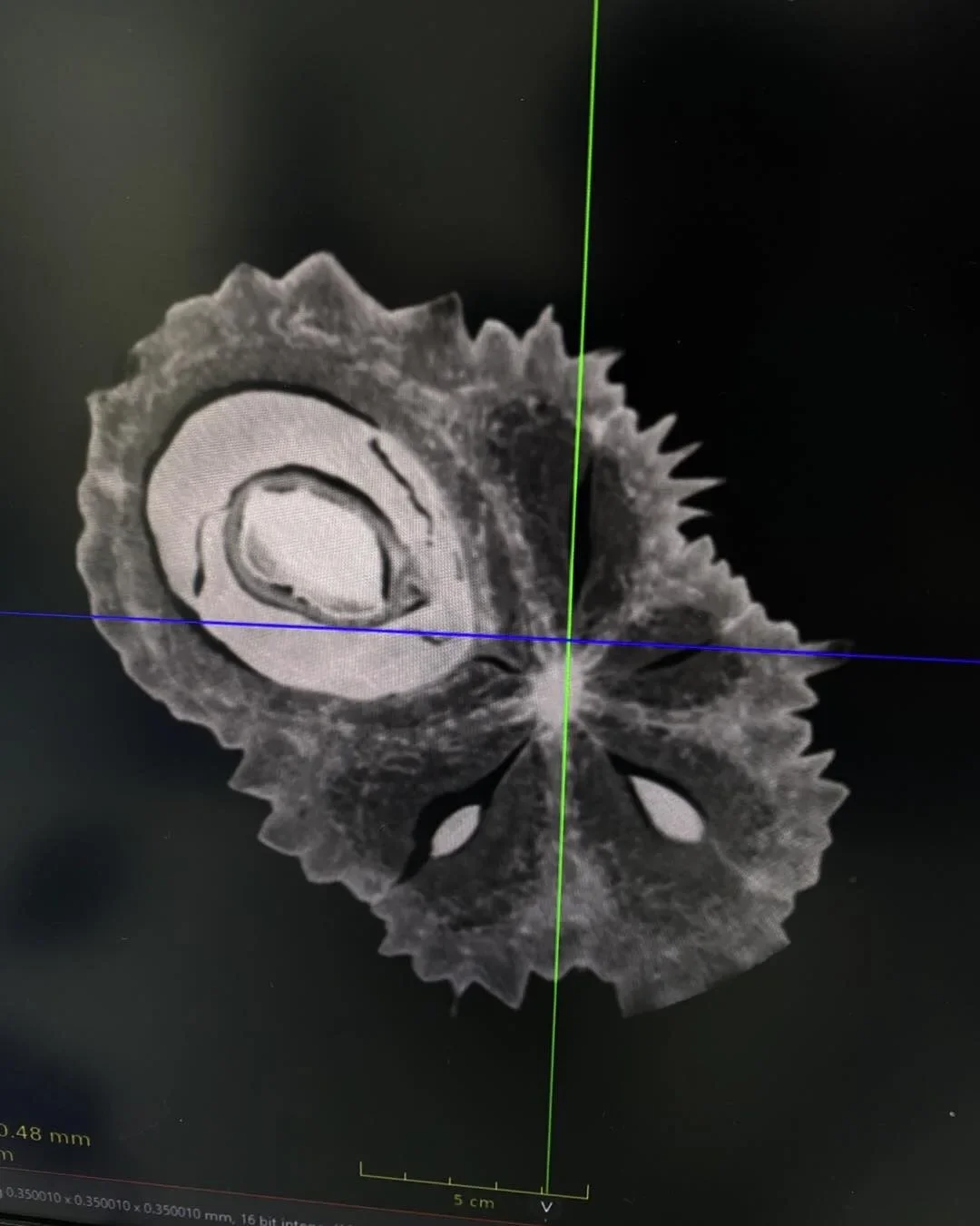 เรื่องจริงไม่จ้อจี้! โรงพยาบาลสัตว์เผยมีคนขอทำ CT Scan "ทุเรียน" นึกว่าเป็นชื่อหมา สรุปมาเป็นผลจริง ๆ