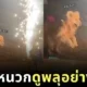 เผยคลิปเจ้าหมาโกลเด้นหูหนวกตื่นตาตื่นใจกับดอกไม้ไฟสวยงาม เกิดเป็นภาพน่ารักจนกลายเป็นไวรัล!