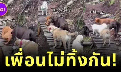 เพื่อนกันไม่ทิ้งกัน! เหล่ามะหมาสี่ขาช่วยเพื่อนตูบกลัวความสูงข้ามสะพาน ที่ใครเห็นเป็นต้องใจฟู