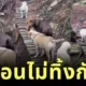 เพื่อนกันไม่ทิ้งกัน! เหล่ามะหมาสี่ขาช่วยเพื่อนตูบกลัวความสูงข้ามสะพาน ที่ใครเห็นเป็นต้องใจฟู