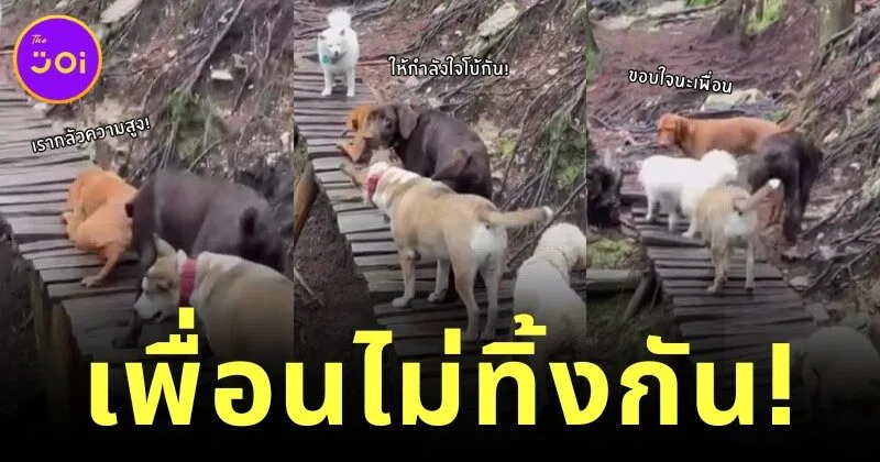 เพื่อนกันไม่ทิ้งกัน! เหล่ามะหมาสี่ขาช่วยเพื่อนตูบกลัวความสูงข้ามสะพาน ที่ใครเห็นเป็นต้องใจฟู