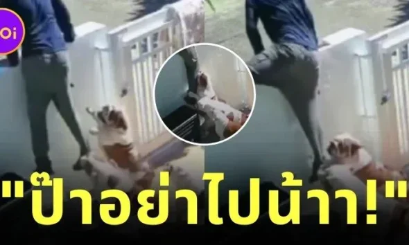 เผยคลิปสุดน่ารัก! "น้องหมารักพ่อมาก" ไม่ยอมให้ไปทำงาน งานนี้เจ้าของเลยต้องปีนกำแพงหนี