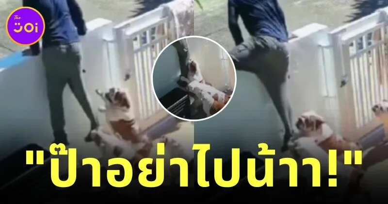 เผยคลิปสุดน่ารัก! "น้องหมารักพ่อมาก" ไม่ยอมให้ไปทำงาน งานนี้เจ้าของเลยต้องปีนกำแพงหนี