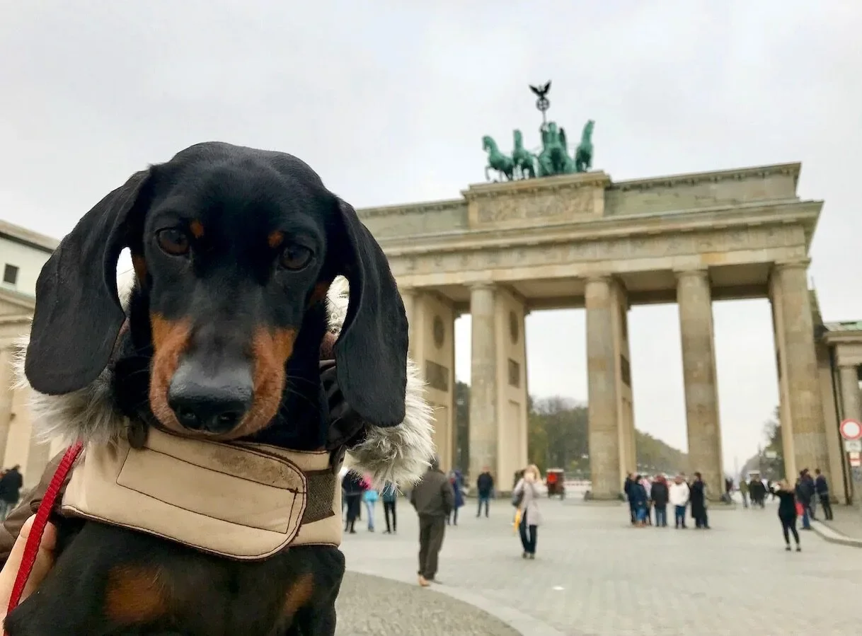 เผย 10 อันดับประเทศที่เป็นมิตรกับสัตว์เลี้ยง (Pet-Friendly) ประจำปี 2025 ที่คนรักสัตว์น่าพาน้องไปเยือน!