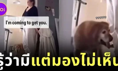 เมื่อเจ้าของเล่นซ่อนแอบกับหมาโกลเด้นสูงอายุ ผลลัพธ์ที่ได้คือภาพฮาสุดเด๋อด๋าที่ทำให้คนรักสัตว์ต้องอมยิ้ม