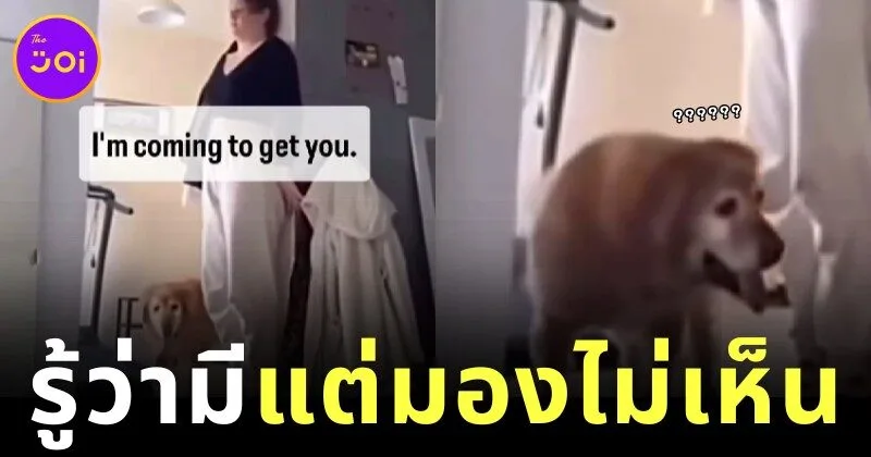 เมื่อเจ้าของเล่นซ่อนแอบกับหมาโกลเด้นสูงอายุ ผลลัพธ์ที่ได้คือภาพฮาสุดเด๋อด๋าที่ทำให้คนรักสัตว์ต้องอมยิ้ม