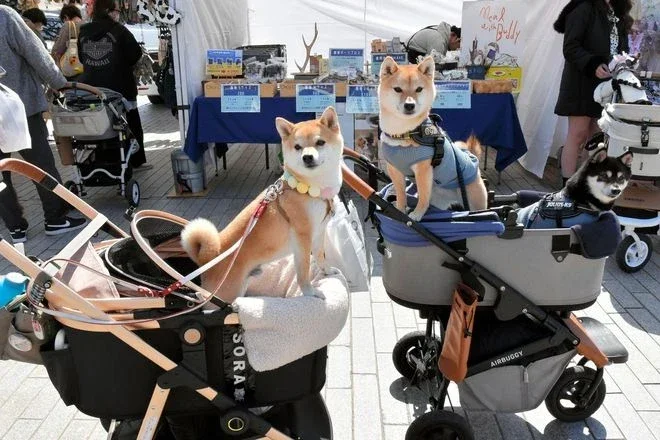 เผย 10 อันดับประเทศที่เป็นมิตรกับสัตว์เลี้ยง (Pet-Friendly) ประจำปี 2025 ที่คนรักสัตว์น่าพาน้องไปเยือน!