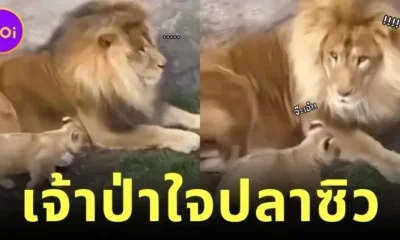 เผยคลิปเจ้าลูกสิงโตแอบย่องจ๊ะเอ๋พ่อ ทำเอาสิงโตตัวพ่อถึงกับเสียทรงอย่างแรง