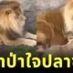 เผยคลิปเจ้าลูกสิงโตแอบย่องจ๊ะเอ๋พ่อ ทำเอาสิงโตตัวพ่อถึงกับเสียทรงอย่างแรง