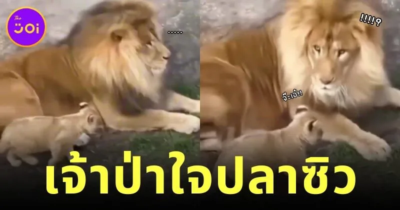 เผยคลิปเจ้าลูกสิงโตแอบย่องจ๊ะเอ๋พ่อ ทำเอาสิงโตตัวพ่อถึงกับเสียทรงอย่างแรง