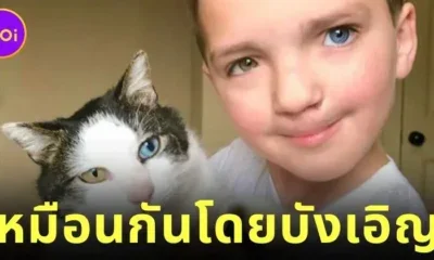 เด็กชายชาวอเมริกันถูกบูลลี่เพราะ "ตาสองสี" แต่โชคชะตาพาให้เขาได้เจอเพื่อนเหมียวที่เหมือนกันทุกประการ