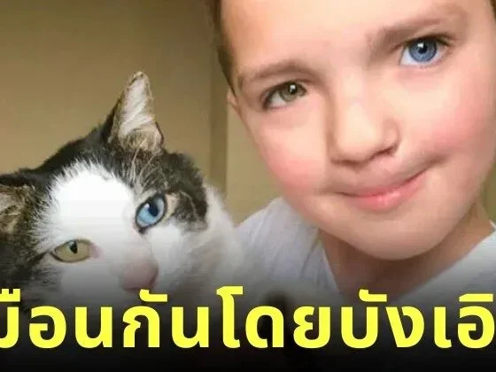 เด็กชายชาวอเมริกันถูกบูลลี่เพราะ "ตาสองสี" แต่โชคชะตาพาให้เขาได้เจอเพื่อนเหมียวที่เหมือนกันทุกประการ