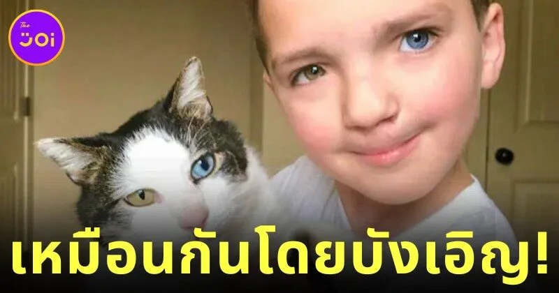 เด็กชายชาวอเมริกันถูกบูลลี่เพราะ "ตาสองสี" แต่โชคชะตาพาให้เขาได้เจอเพื่อนเหมียวที่เหมือนกันทุกประการ
