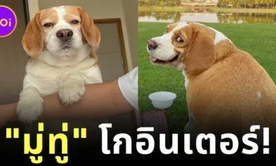 "มู่ทู่" บีเกิ้ลอ้วนกลมกลายเป็นไวรัลบนโลกโซเชียล เพราะน้องมักทำสีหน้าฮา ๆ หลายแบบ