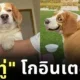 "มู่ทู่" บีเกิ้ลอ้วนกลมกลายเป็นไวรัลบนโลกโซเชียล เพราะน้องมักทำสีหน้าฮา ๆ หลายแบบ