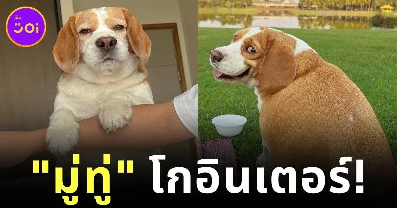 "มู่ทู่" บีเกิ้ลอ้วนกลมกลายเป็นไวรัลบนโลกโซเชียล เพราะน้องมักทำสีหน้าฮา ๆ หลายแบบ
