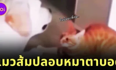 เจ้าแมวส้มค่อยสัมผัสเจ้าหมาลาบราดอร์ตาบอด เพื่อให้น้องรู้ว่ามีเพื่อนตัวขนคอยดูแลอยู่ใกล้ ๆ ชาวเน็ตเห็นแล้วใจฟูจนเป็นไวรัล!