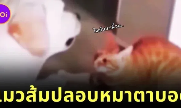 เจ้าแมวส้มค่อยสัมผัสเจ้าหมาลาบราดอร์ตาบอด เพื่อให้น้องรู้ว่ามีเพื่อนตัวขนคอยดูแลอยู่ใกล้ ๆ ชาวเน็ตเห็นแล้วใจฟูจนเป็นไวรัล!