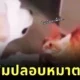เจ้าแมวส้มค่อยสัมผัสเจ้าหมาลาบราดอร์ตาบอด เพื่อให้น้องรู้ว่ามีเพื่อนตัวขนคอยดูแลอยู่ใกล้ ๆ ชาวเน็ตเห็นแล้วใจฟูจนเป็นไวรัล!