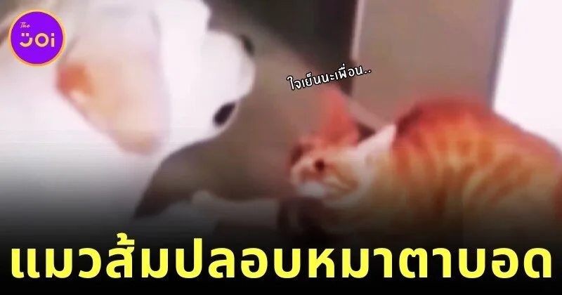 เจ้าแมวส้มค่อยสัมผัสเจ้าหมาลาบราดอร์ตาบอด เพื่อให้น้องรู้ว่ามีเพื่อนตัวขนคอยดูแลอยู่ใกล้ ๆ ชาวเน็ตเห็นแล้วใจฟูจนเป็นไวรัล!