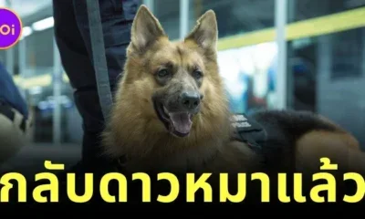 ทาสหมาเศร้า "สุนัขตำรวจตรีซาโบ้" กลับดาวหมาแล้ว หลังรักษาอาการป่วยมาสักระยะหนึ่ง